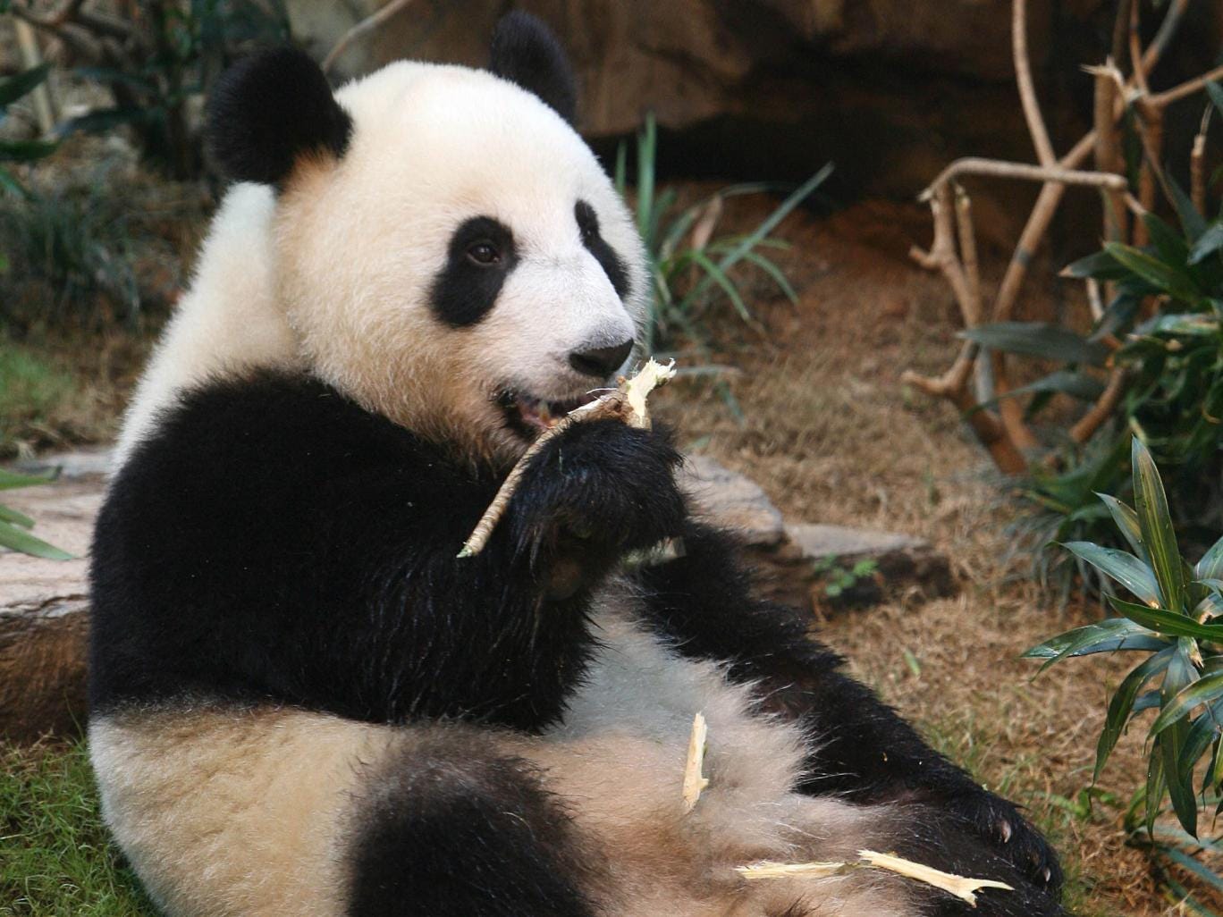  A giant panda Ying Ying eats inside the new giant panda habitat at the Hong Kong Ocean Park June 30, 2007 in Hong Kong.