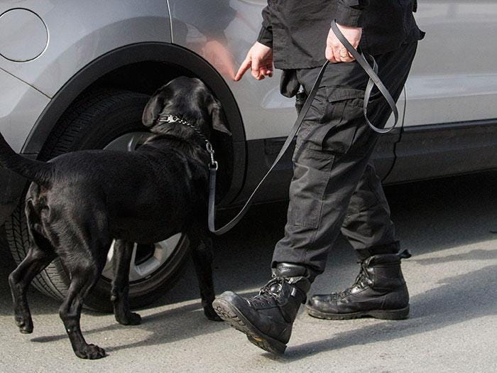 Police used a K-9 unit to help track down the suspect