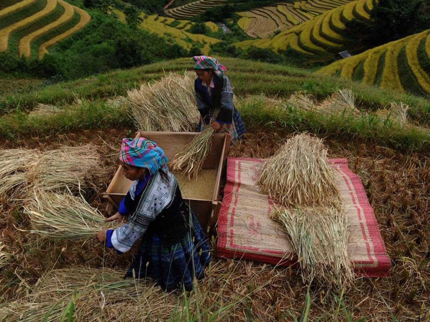 A paddy field in Vietnam