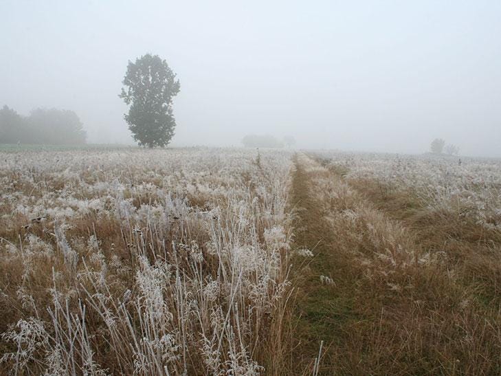 A meadow in London covered in frost in October 2015