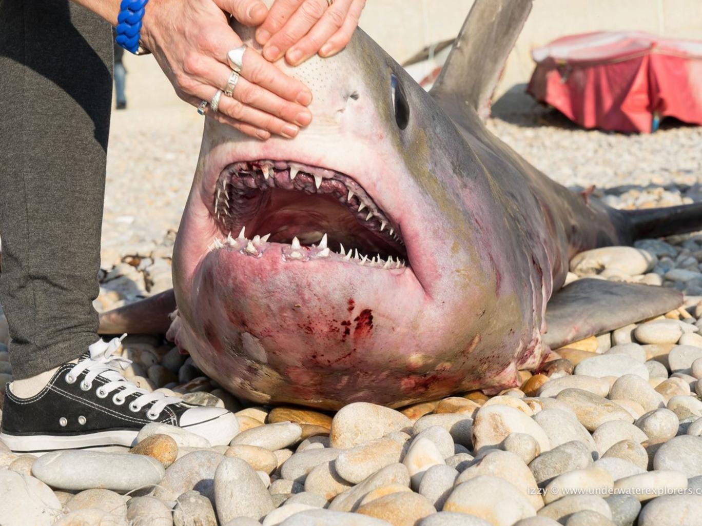 Porbeagle shark caught off Chesil Beach