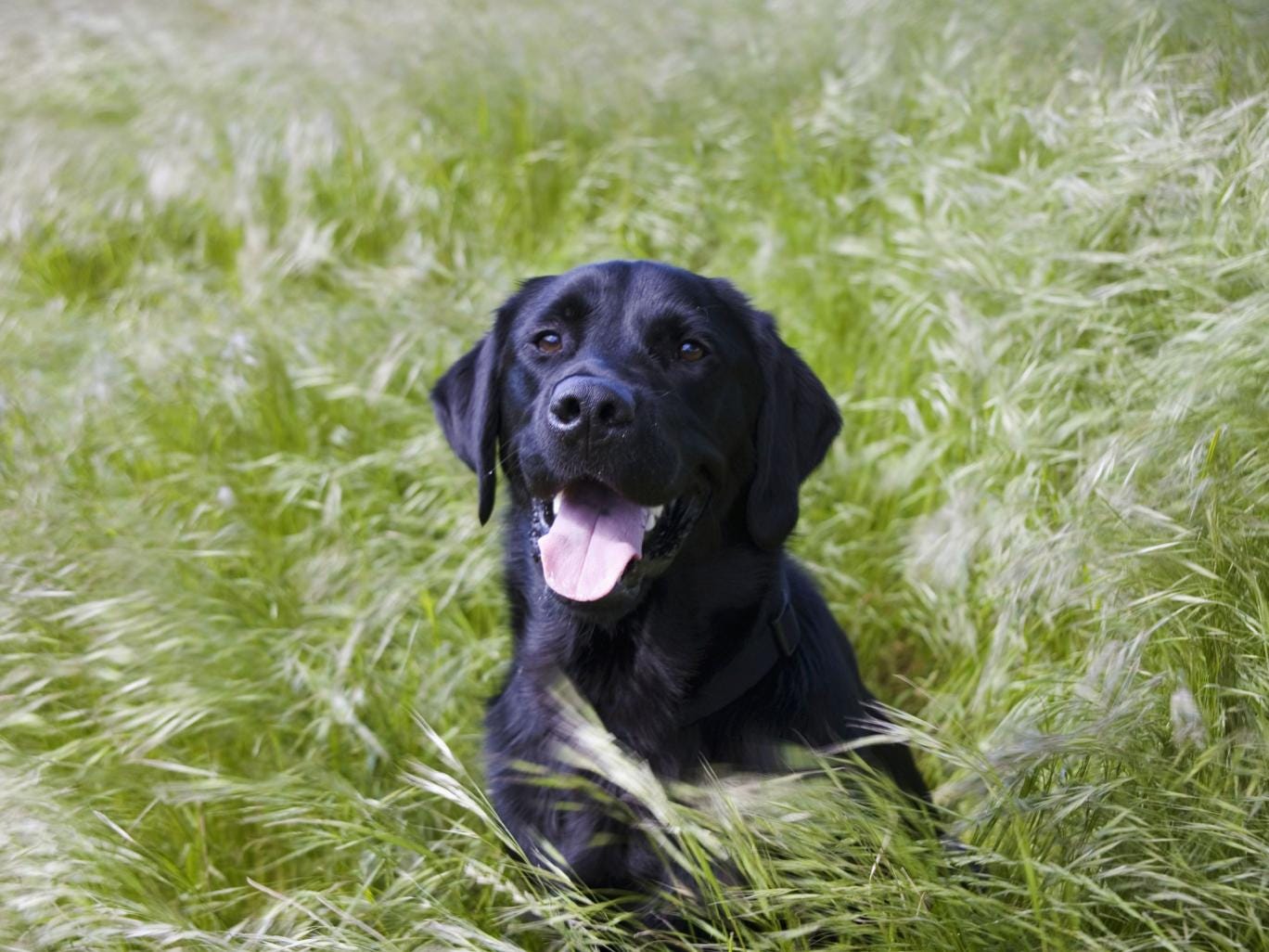 A dog’s life: Labradors are the most popular breed of dog in Britain