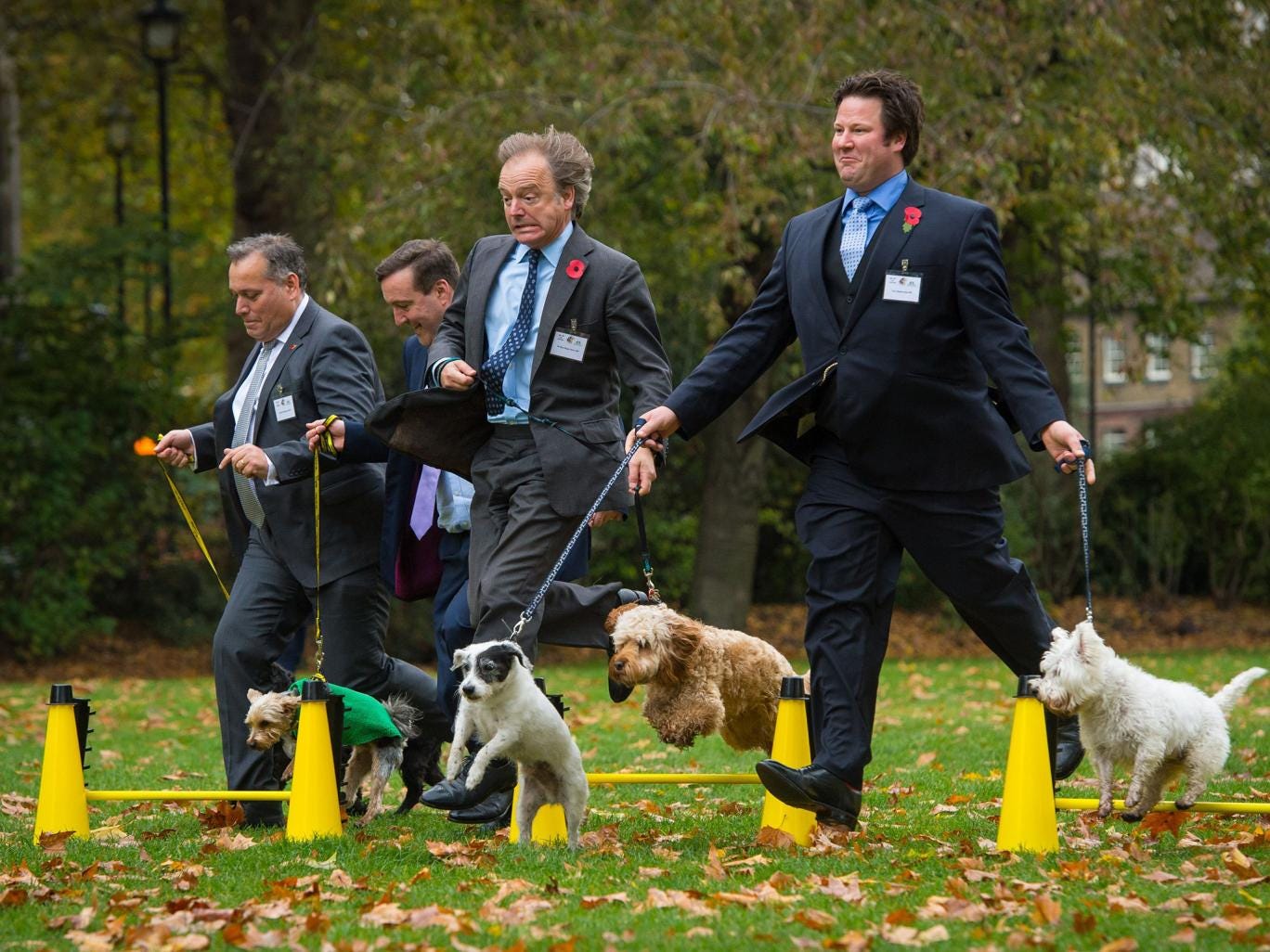 Best in show: David Warburton with his dog Bailey, Chris Matheson with Casper, Hugo Swire with Rocco, and Alec Shelbrooke with Maggie and Boris compete for the title of Westminster Dog of the Year