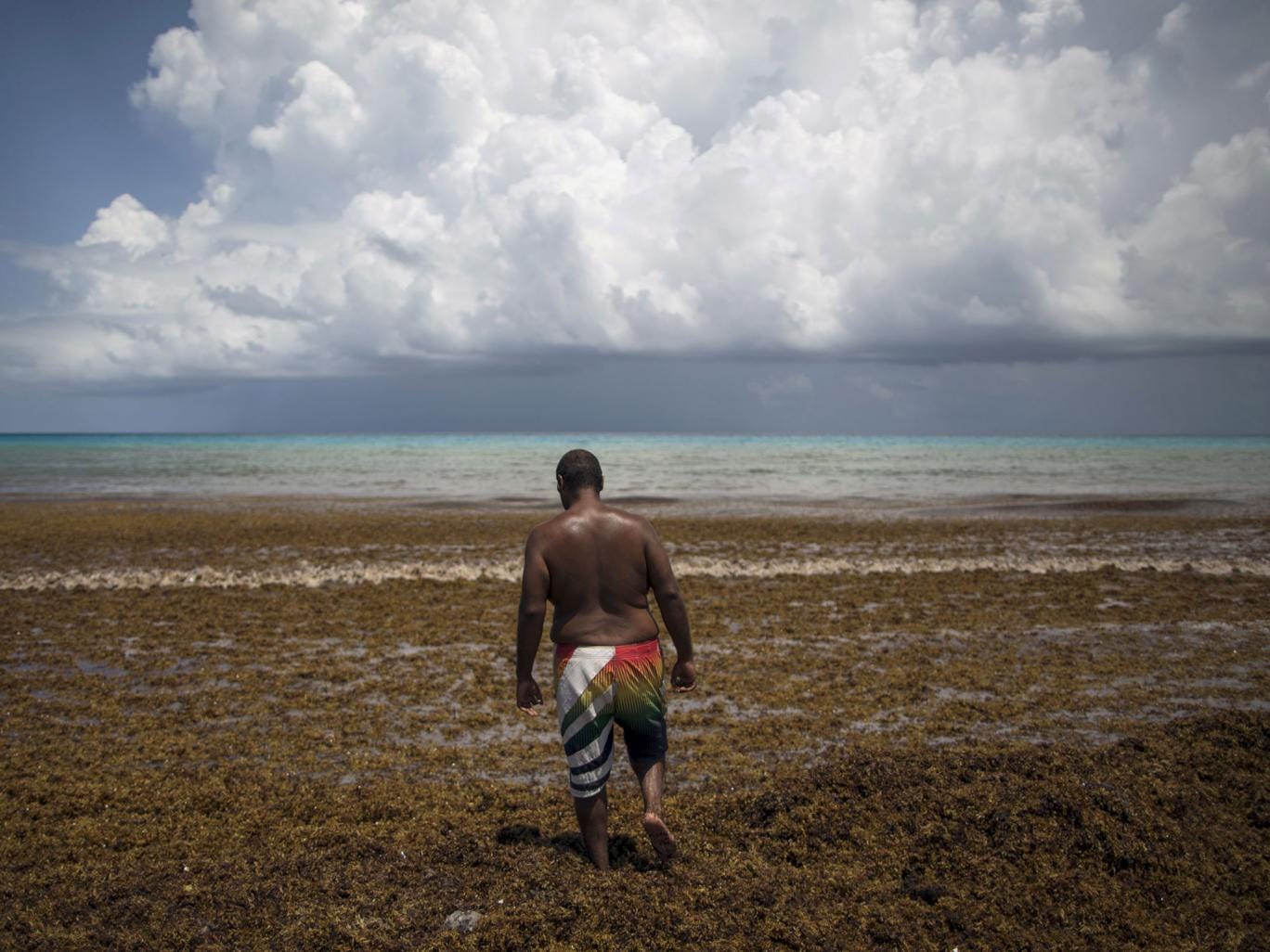 Mexico’s holiday beaches buried as mystery seaweed invasion hits Cancun  Nature  Environment 