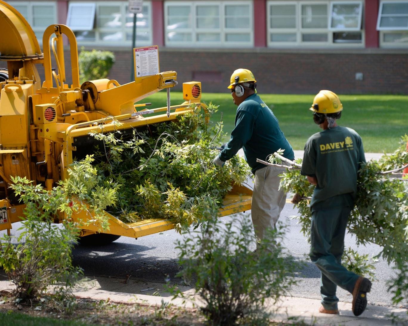 Tree removers feed branches into a wood chipper