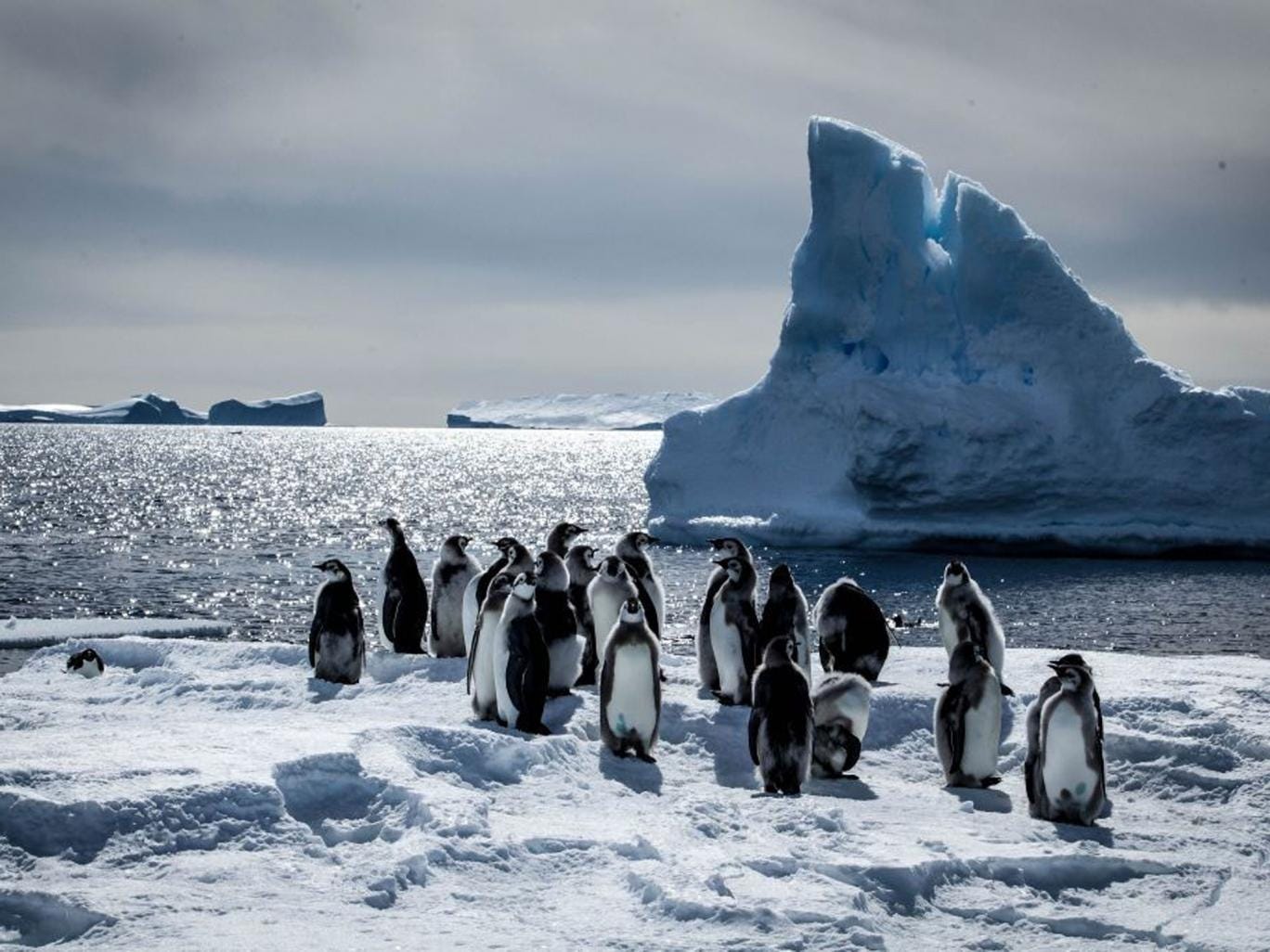 The BBC&#039;s documentary could melt a heart as cold as the -60C temperatures