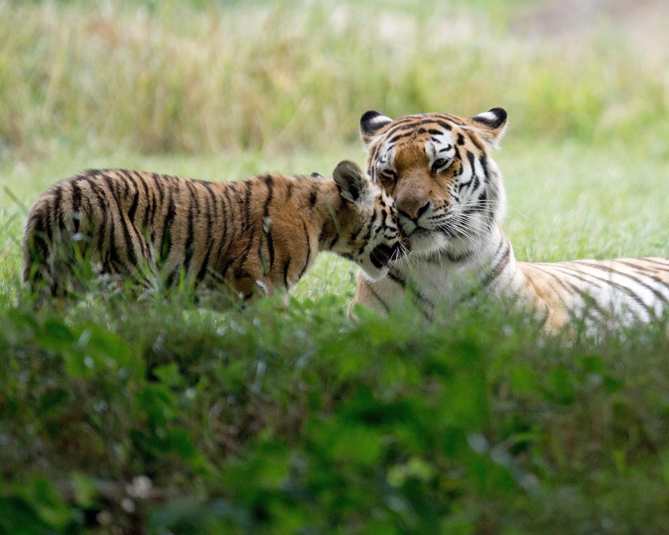 Amur tiger cub and mother