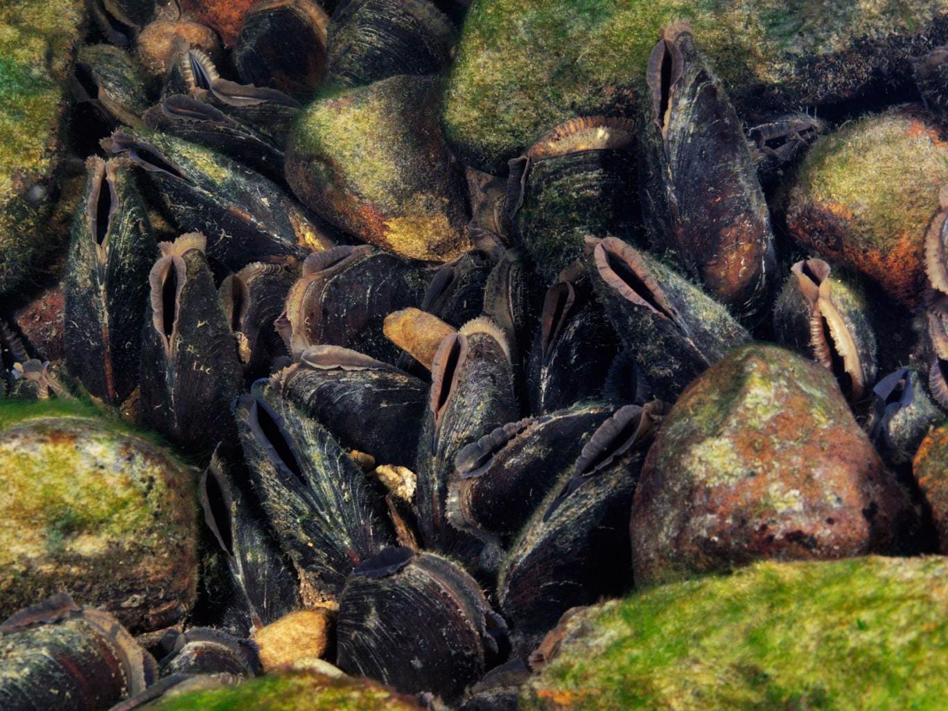 Freshwater pearl mussels, the jewel in Scotland's crown, extinct in 11