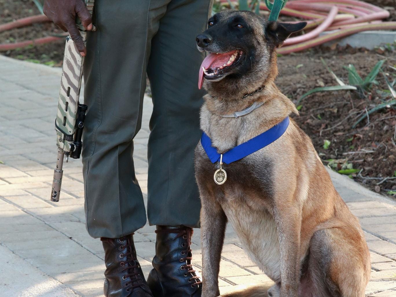 K9 Killer Dog receives PDSA Gold Medal for helping to save rhino from