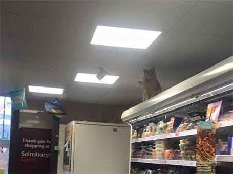 The cat is popular among the customers