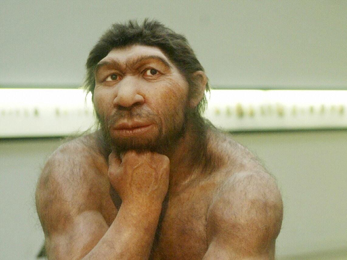 A reconstruction of a Neanderthal man at the Prehistoric Museum in Halle, eastern Germany