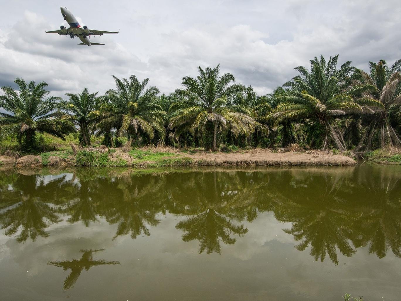 Malaysian palm trees have provided the raw material for an energy success story