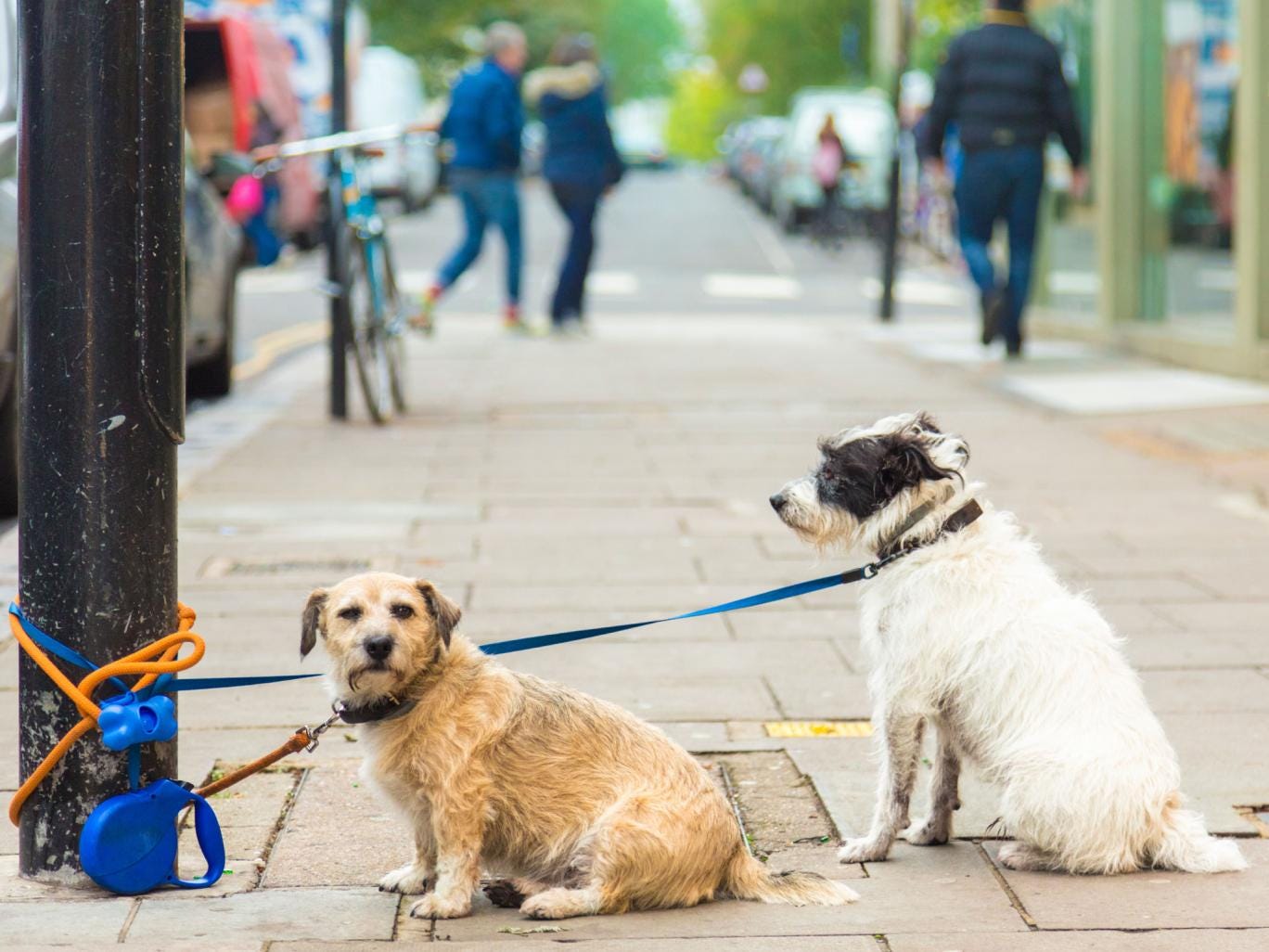 The Springwatch presenter said his pets are 'the most important organisms on the planet'