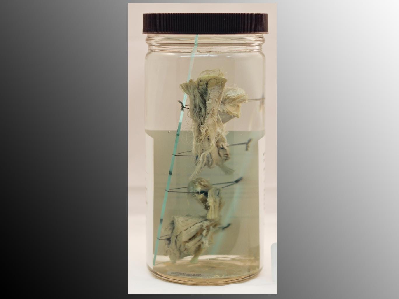 The piece of turtle meat preserved in a glass jar