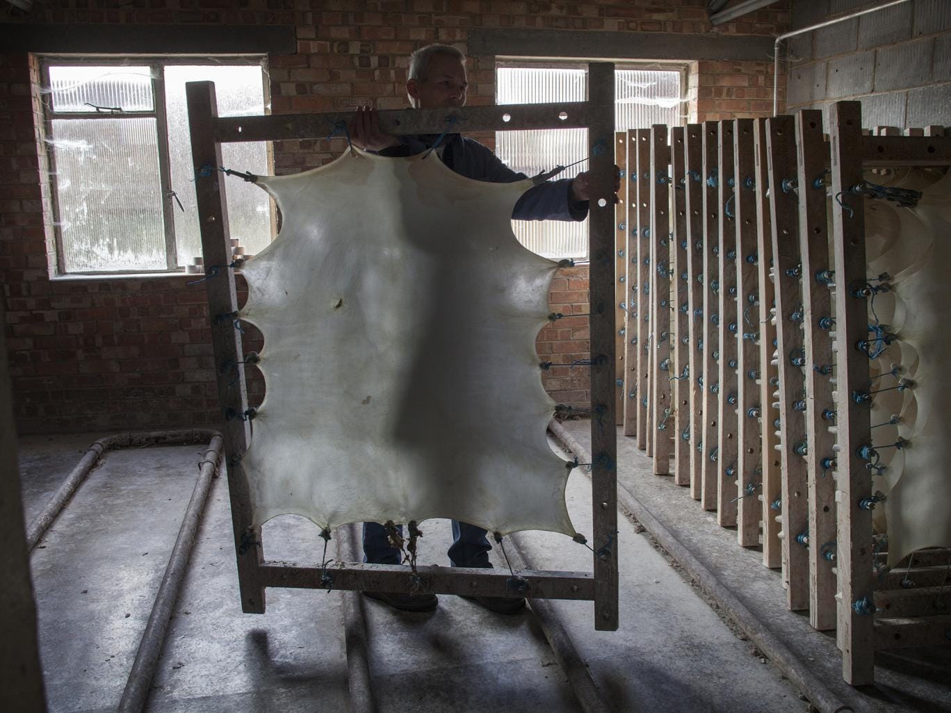 Paul Wright, general Manager at William Cowley, Velum and parchment makers in Newport Pagnall, works on stretched calf skins to create Velum.