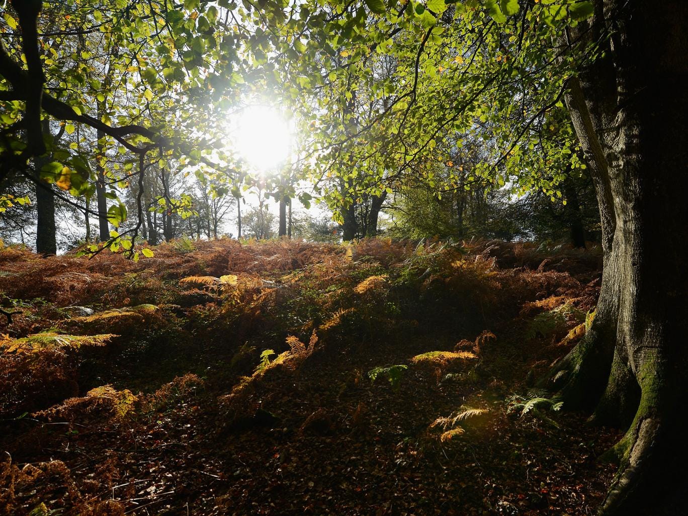Sun shines through the trees during the autumn season in the New Forest 