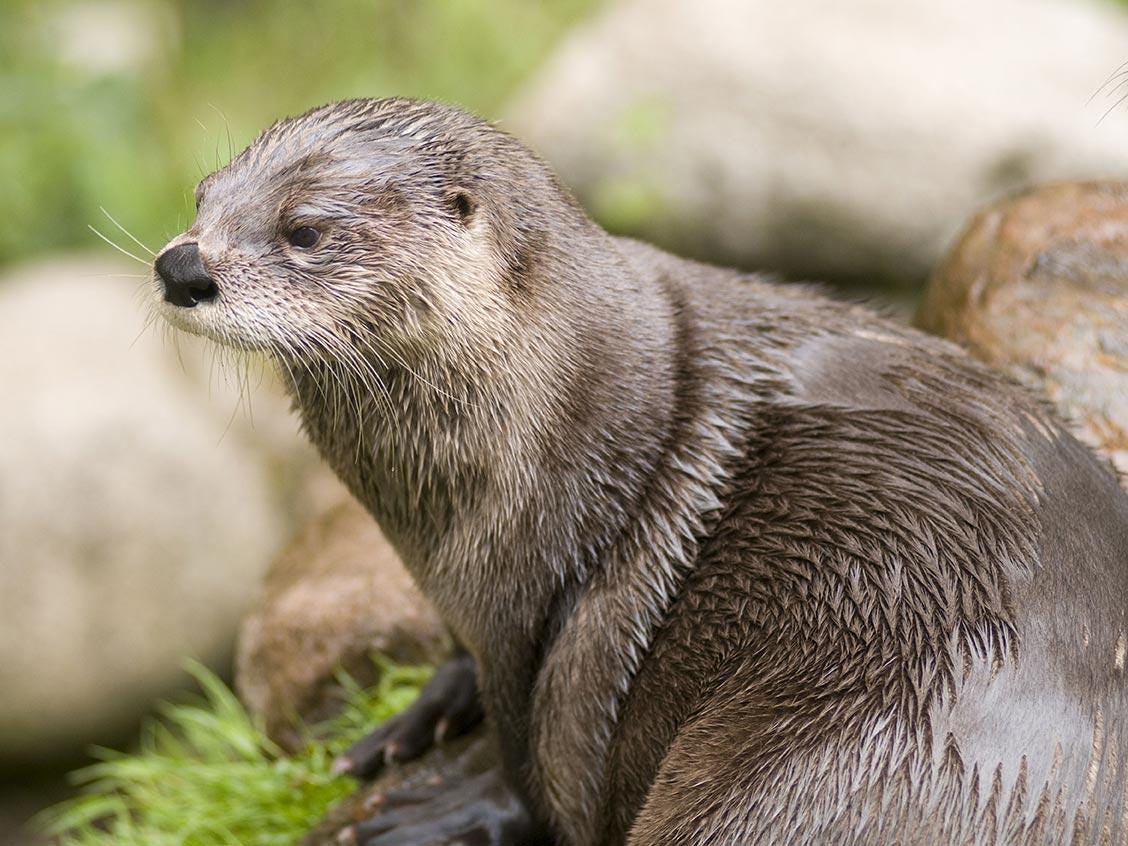 Three otters remain at the zoo (file image)