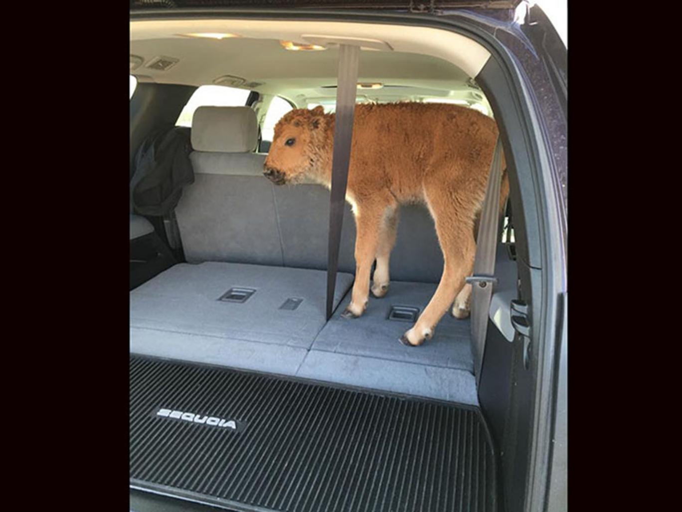 Yellowstone baby bison euthanised after visitors put it in their SUV Yellowstone-bison