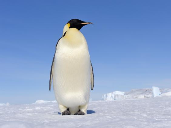   Penguins -  9