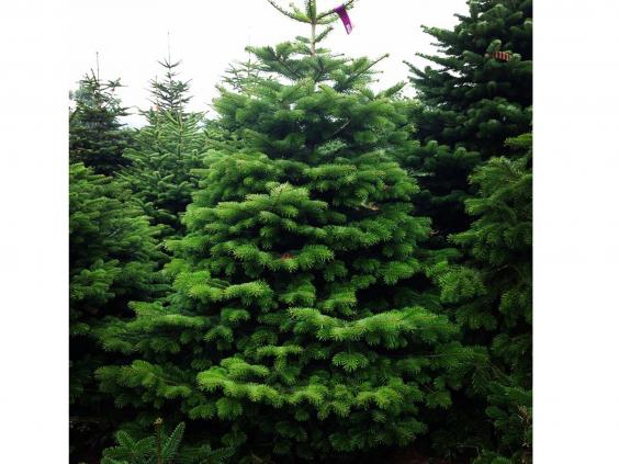 12 best real christmas trees christmas gifts extras 12 best real christmas trees christmas gifts extras