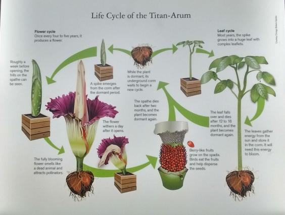 lifecycle.jpg
