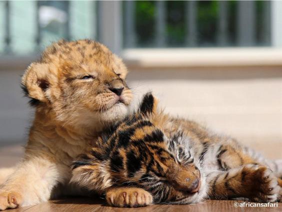 Cute lion and tiger cubs appear to be best friends in adorable pictures