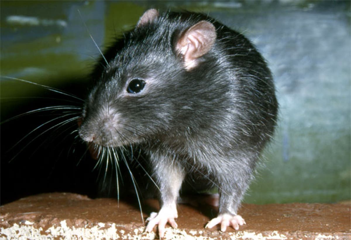 巨大なネズミがトイレから家に侵入する可能性があります, 害虫の専門家に警告