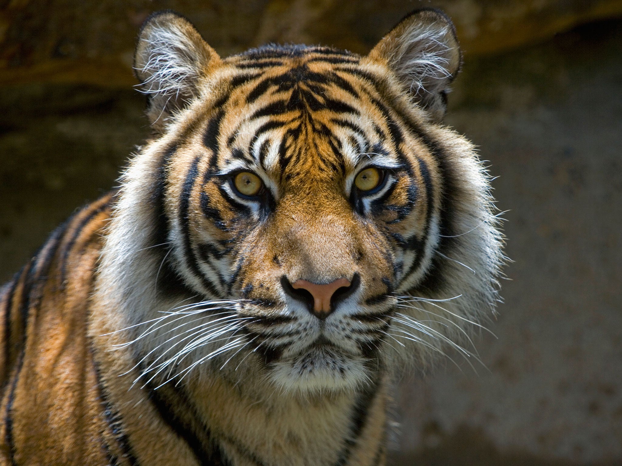 Save the tiger: 7 saddening facts about the extinction of Javan tigers