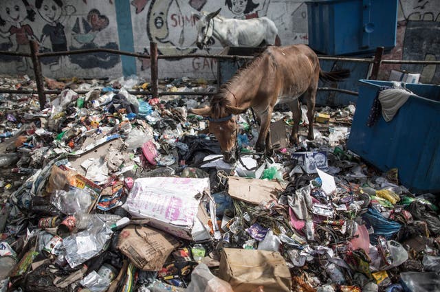 Horses belonging to internally displaced Palestinians look for eatable things in the rubbish outside a UN school, which was transformed into a shelter in the Jabalia district, northern Gaza Strip