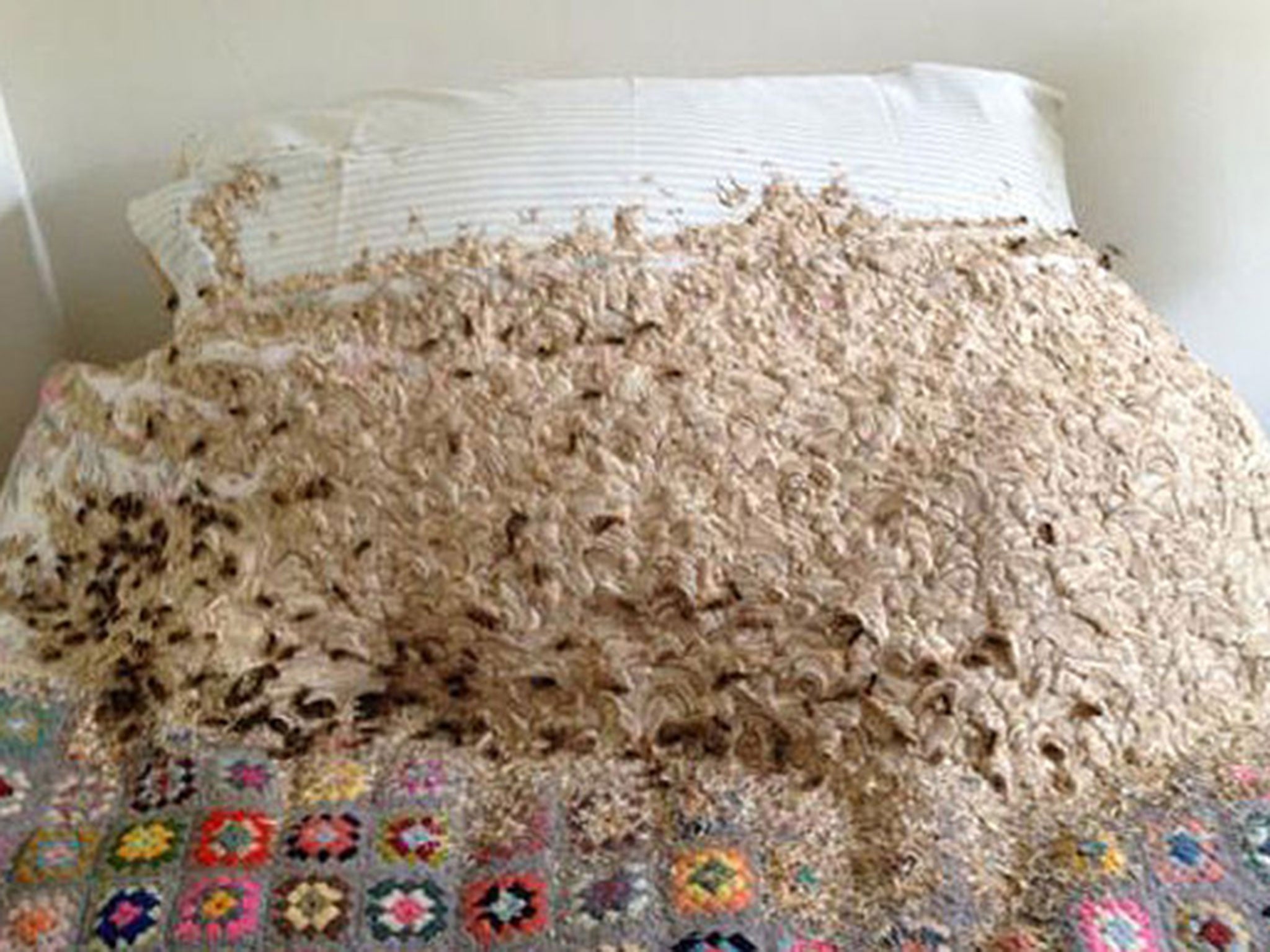 bed bug nest on mattress