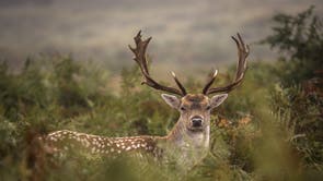 A fallow deer stag is seen in Richmond Park