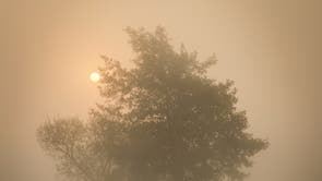 Ducks and geese are seen through the morning mist on the lake at sunrise in Richmond Park