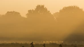 Deer are seen through the morning mist in Richmond Park