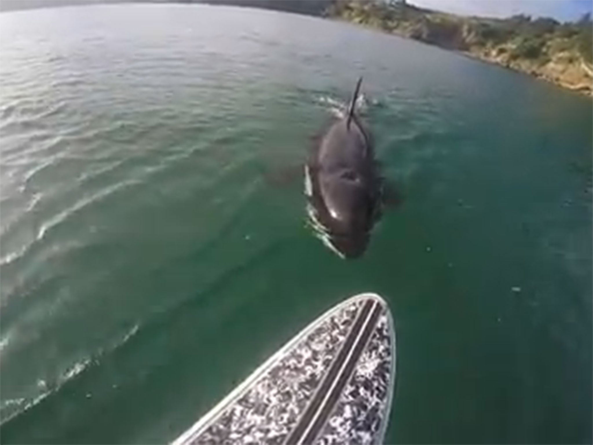 Paddle boarder gets shock of his life when killer whale takes a 'nibble