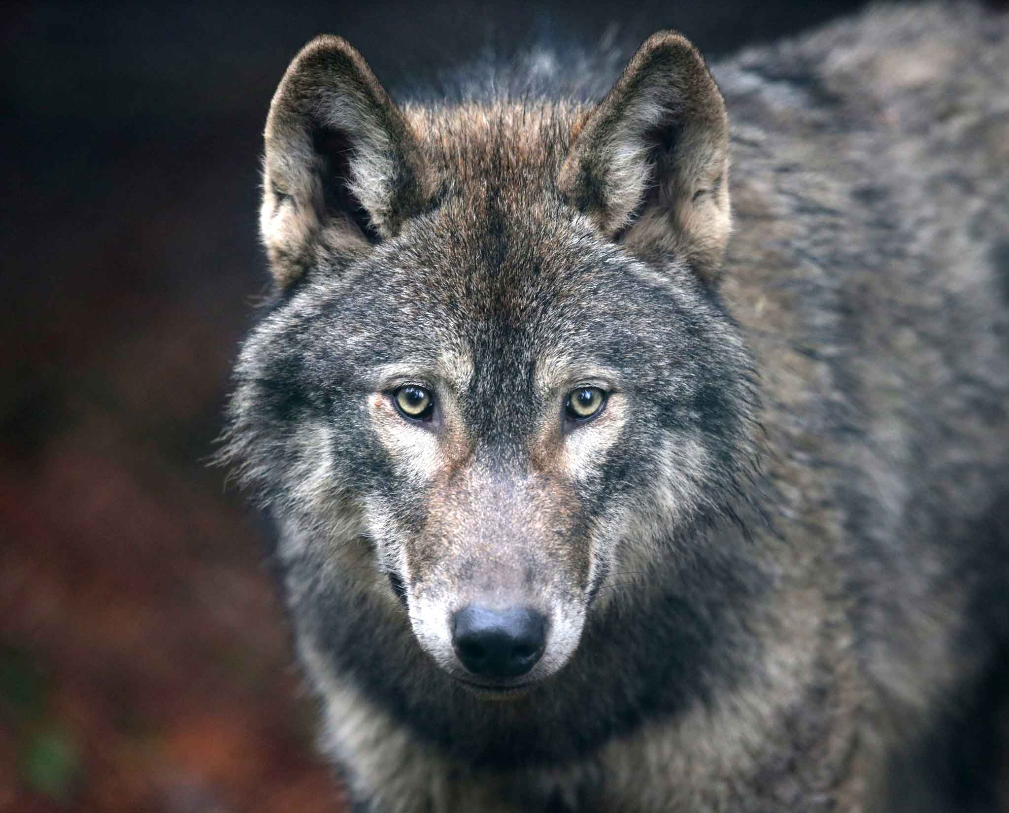 фотография волка