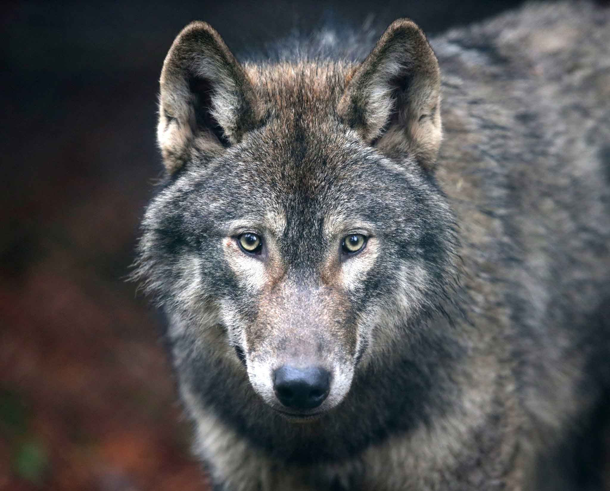 Back Into The Wild Is It Time For Wolf Packs To Roam The Highlands 