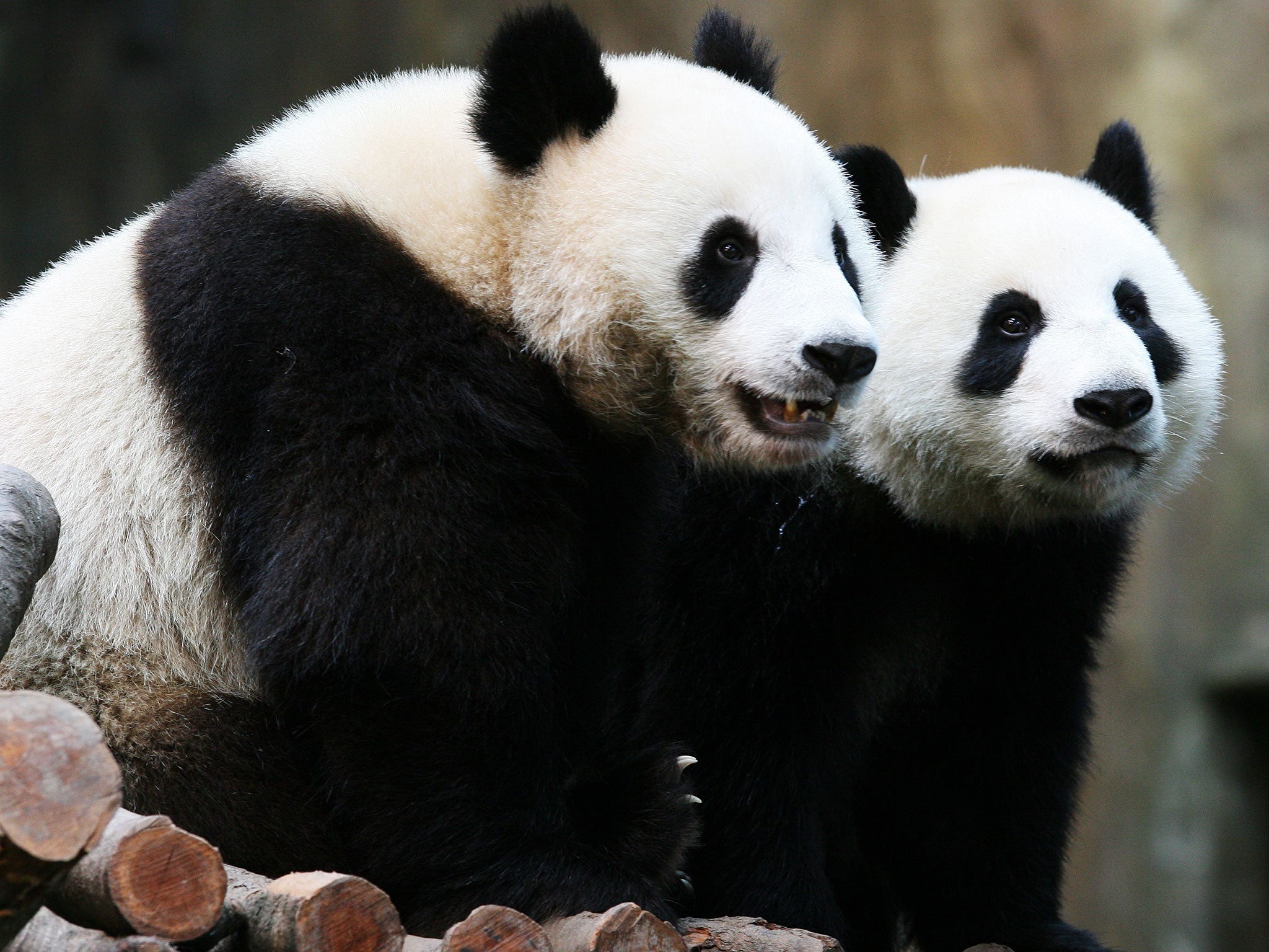 giant panda