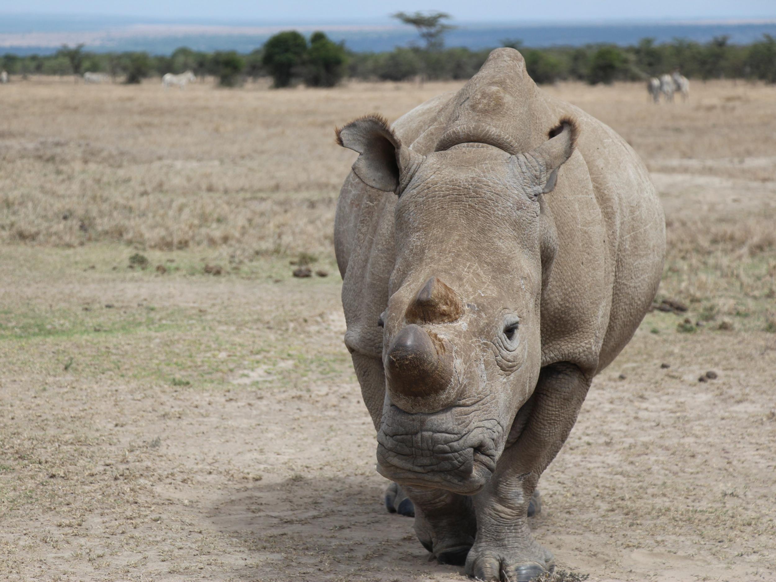 northern white rhinoceros