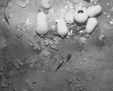 San Jose galleon shipwreck with £1 billion treasure found off Colombia 'most valuable in history', says President Juan Manuel Santos