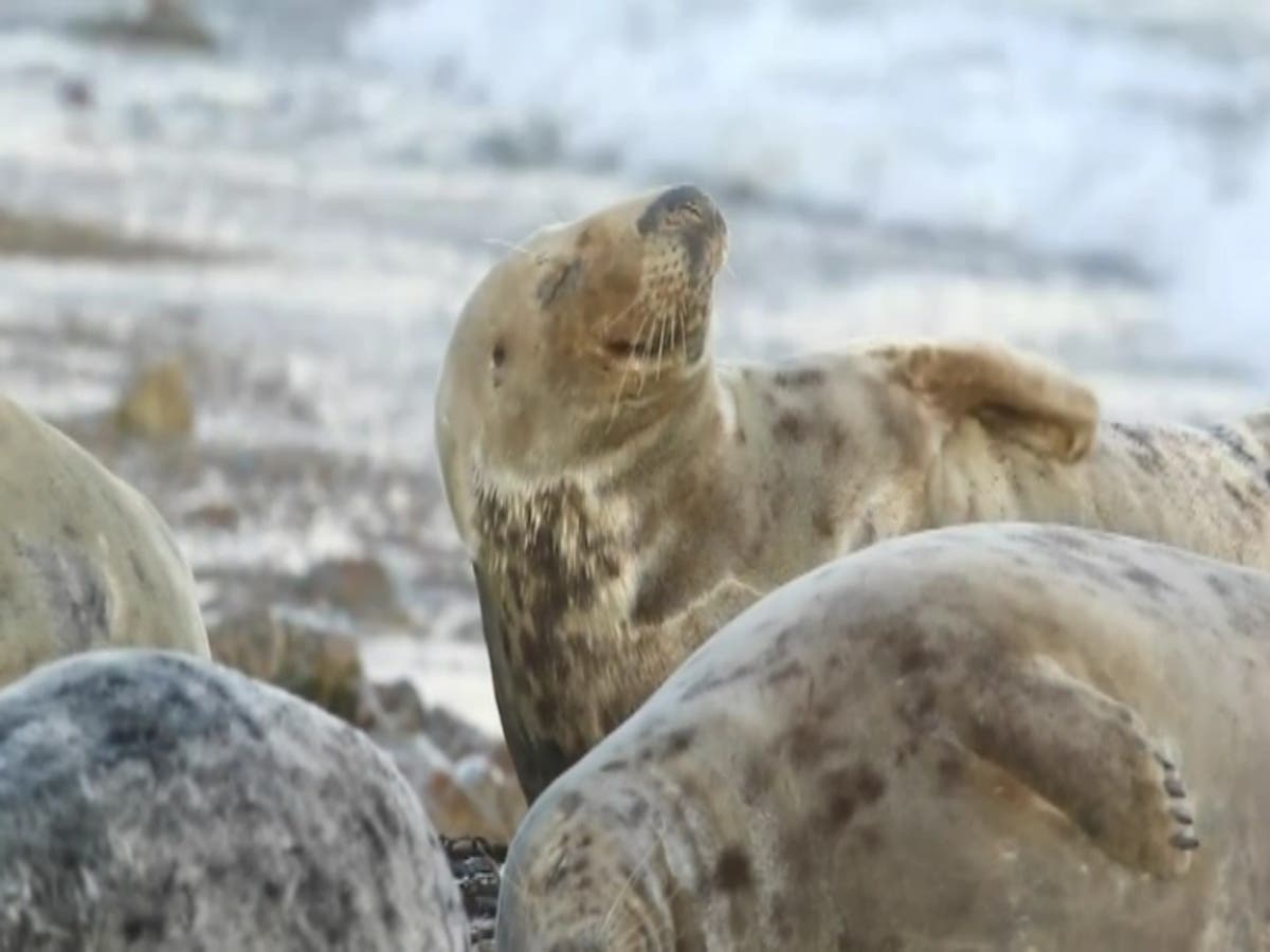 Seals are being fitted with mobile tracking by researchers
