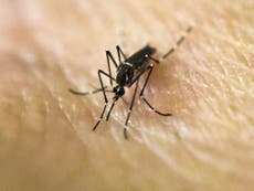 Zika virus: Scientists 'on the verge' of linking disease to paralysing Guillain-Barre syndrome