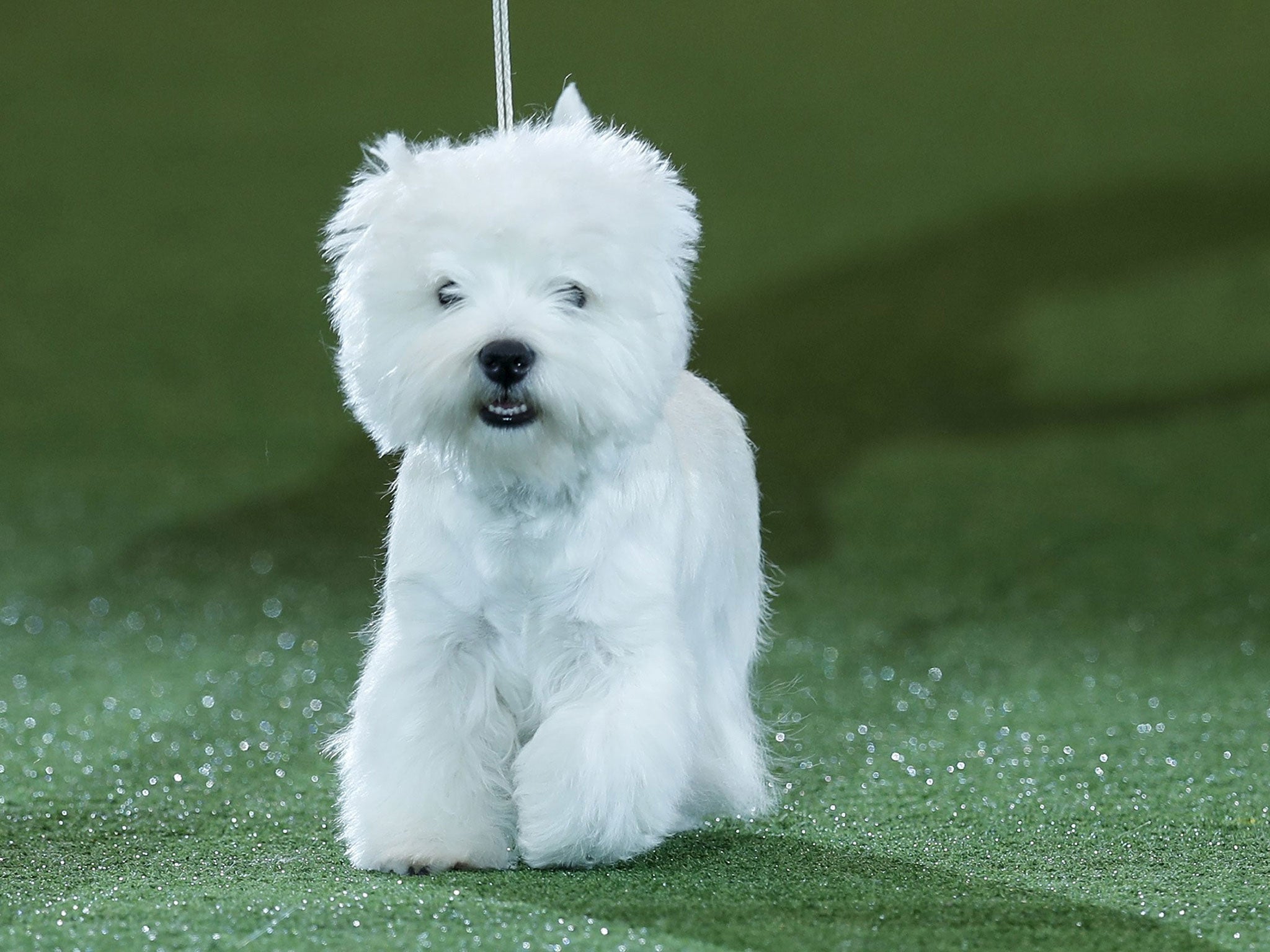 Crufts 2016: West Highland Terrier 'Geordie Girl' wins Best in Show | Home News | News ...