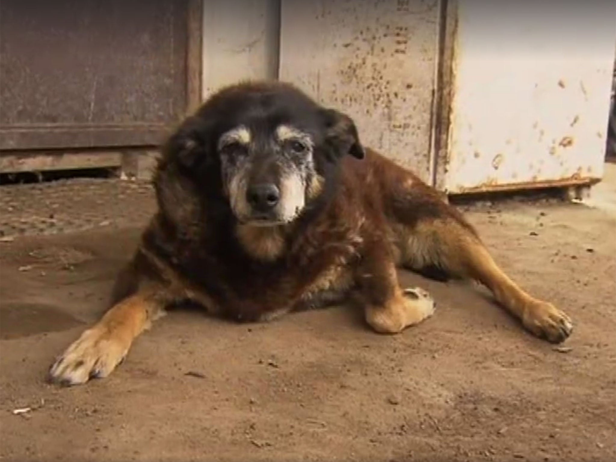 Oldest Ever Recorded Dog