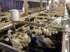 Boris Johnson urged to revive ban on fur, foie gras and hunt trophies