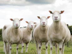Decades-old US ban on British lamb to be lifted, diz Boris Johnson