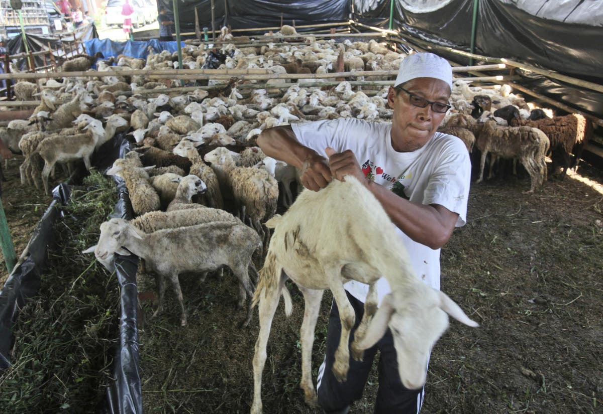 Goats And Roses