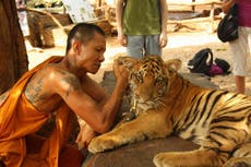 Abused tigers and orphaned elephants: The cruel truth behind animal selfies