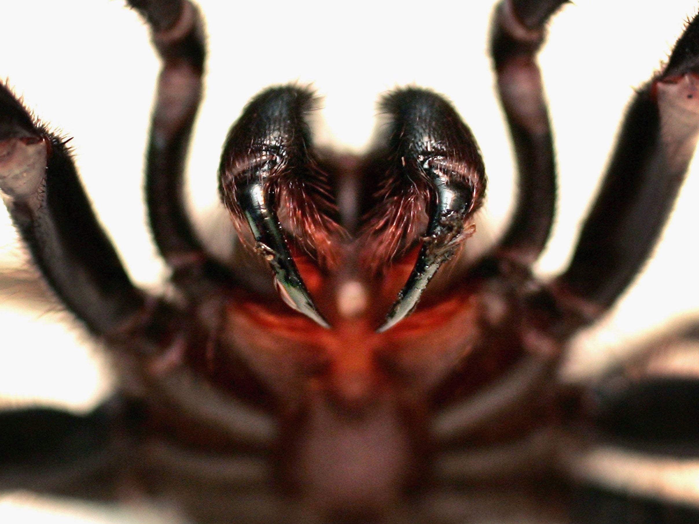 фото пауков страшных