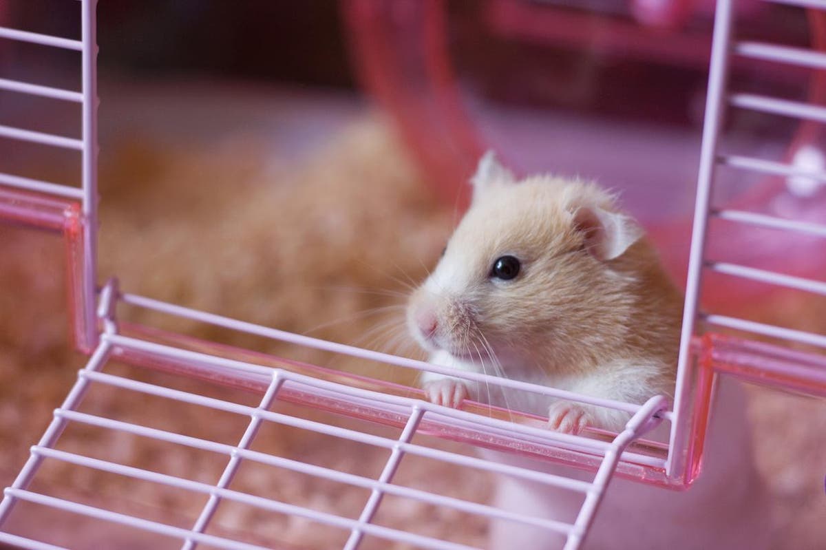 Hong Kong to cull nearly 2,000 hamsters over possible Covid link