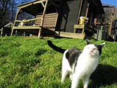 Hunting hounds tear through cat sanctuary, leaving dozens of rescue animals 'traumatised' and missing